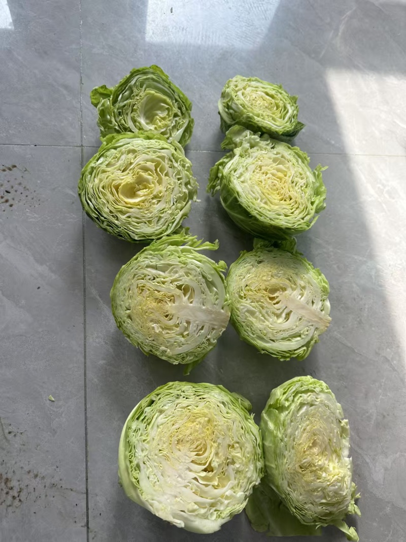 山东甘蓝圆包菜，一手货源，保质保量，诚信经营，欢迎选购