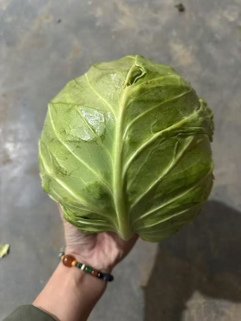 山东甘蓝圆包菜，一手货源，保质保量，诚信经营，欢迎选购