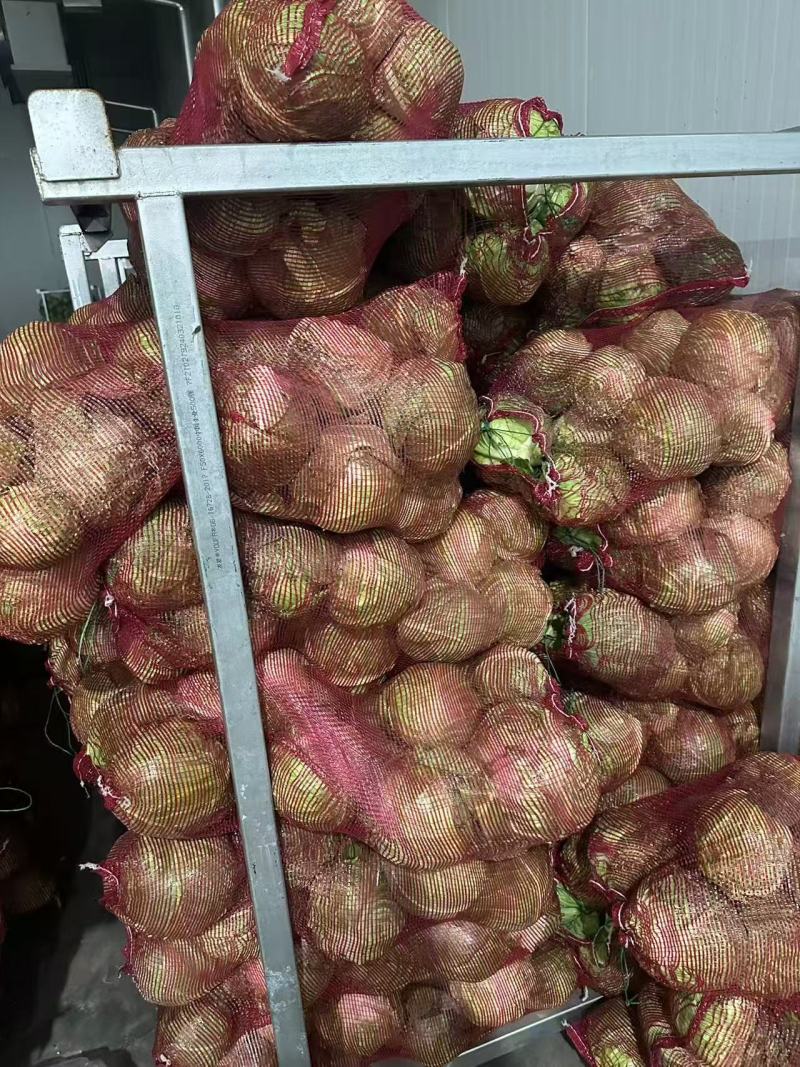 山东甘蓝圆包菜，一手货源，保质保量，诚信经营，欢迎选购