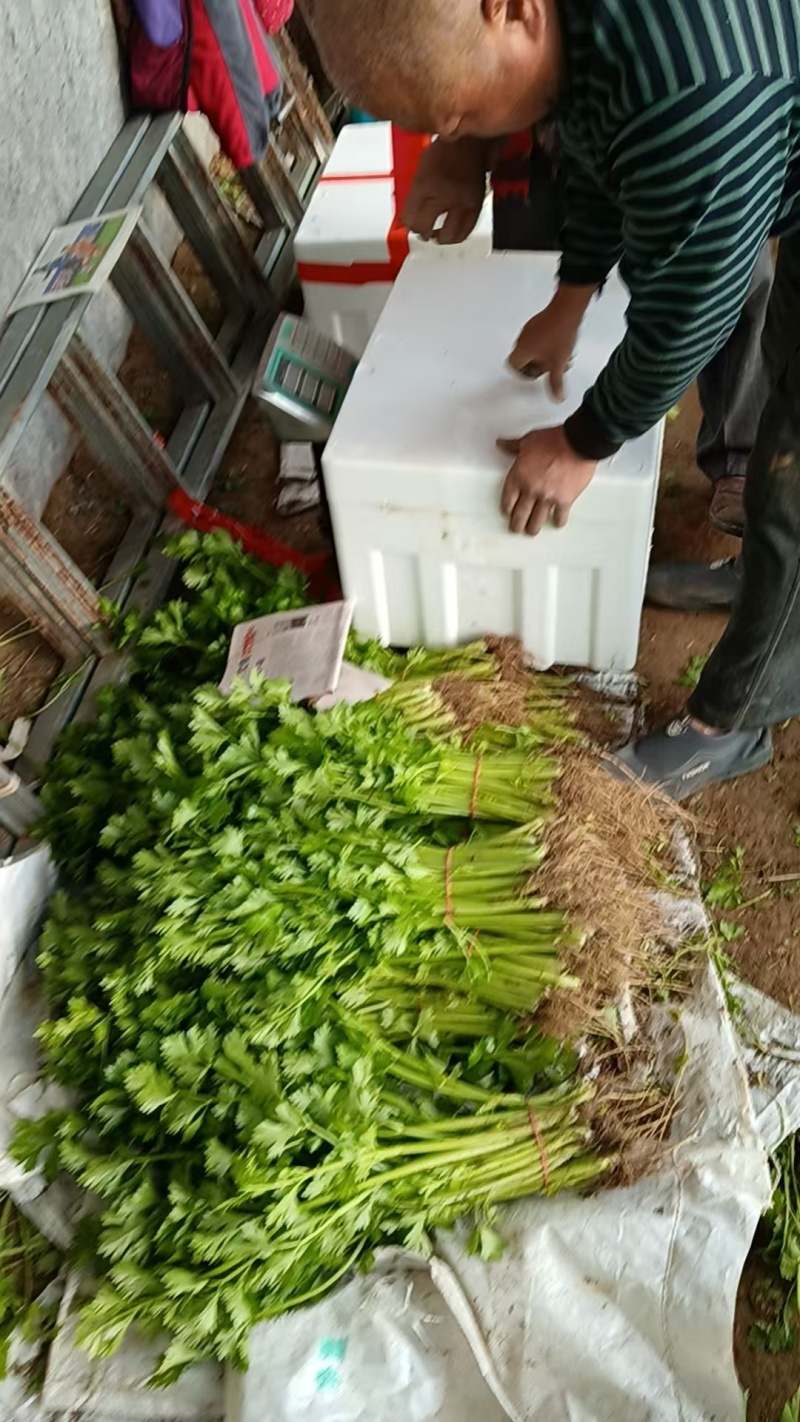香芹山东芹菜大量上市，货源充足，可视频看货