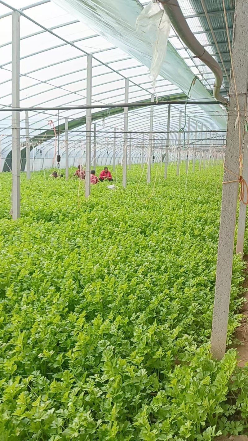 香芹山东芹菜大量上市，货源充足，可视频看货