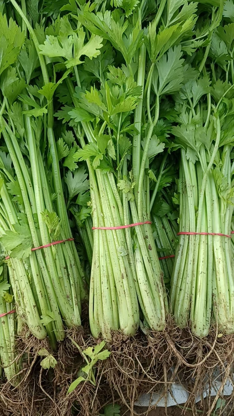 香芹山东芹菜大量上市，货源充足，可视频看货