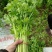 香芹山东芹菜大量上市，货源充足，可视频看货