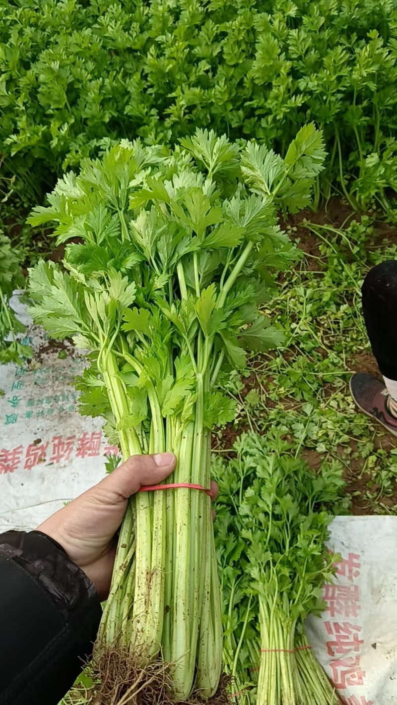 香芹山东芹菜大量上市，货源充足，可视频看货