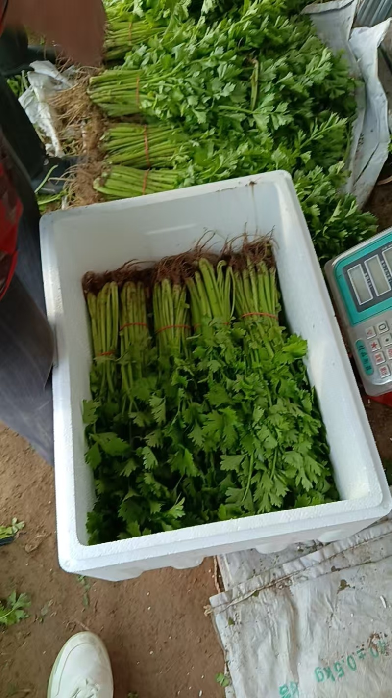 香芹山东芹菜大量上市，货源充足，可视频看货