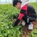 （精品）河北邯郸大叶香菜，20~25厘米，现采现发