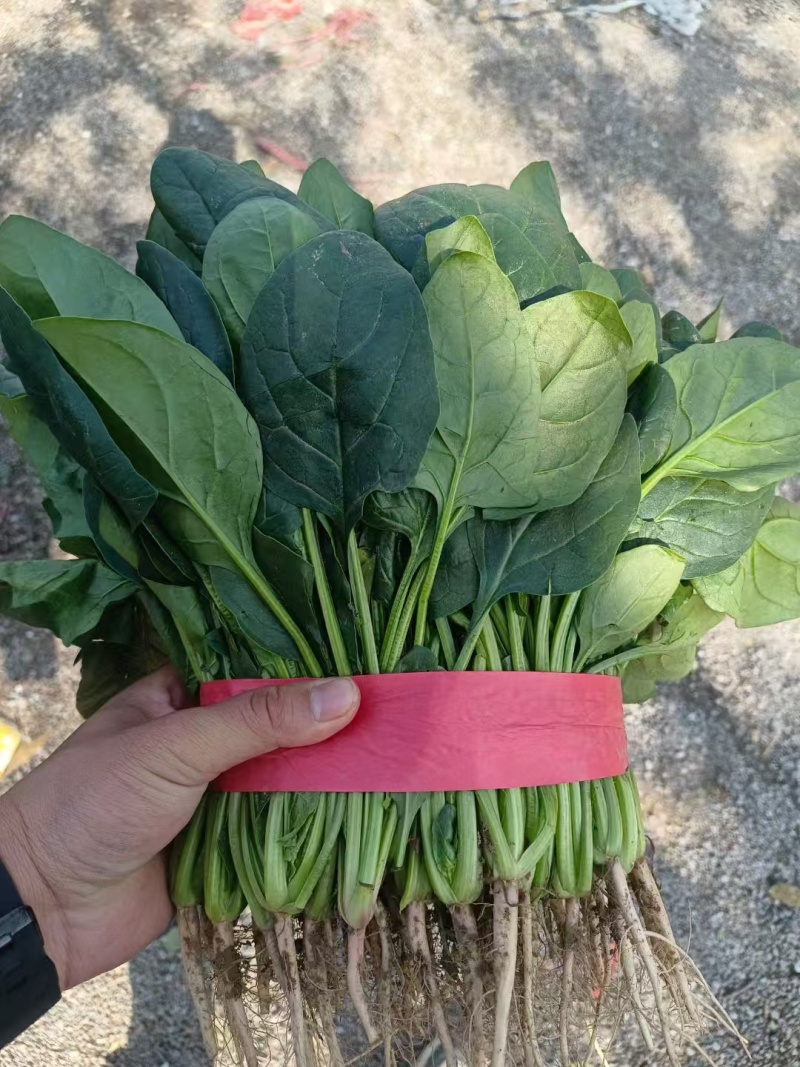 （精品）河北邯郸大叶香菜，20~25厘米，现采现发