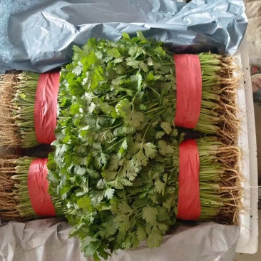 （精品）河北邯郸大叶香菜，20~25厘米，现采现发