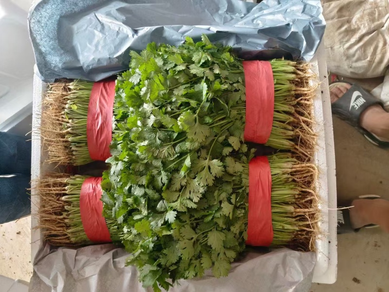 （精品）河北邯郸大叶香菜，20~25厘米，现采现发