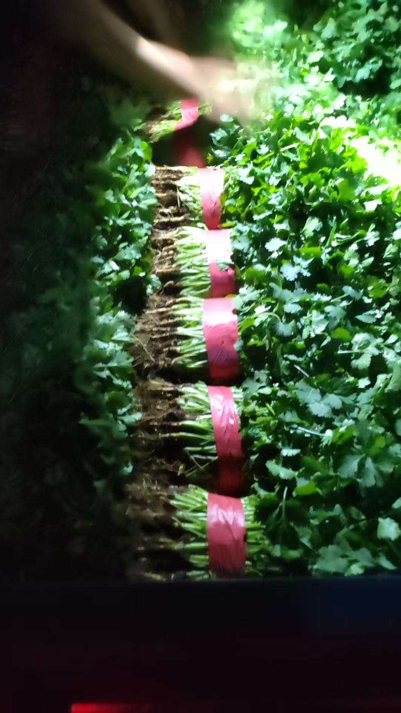 （精品）河北邯郸大叶香菜，20~25厘米，现采现发