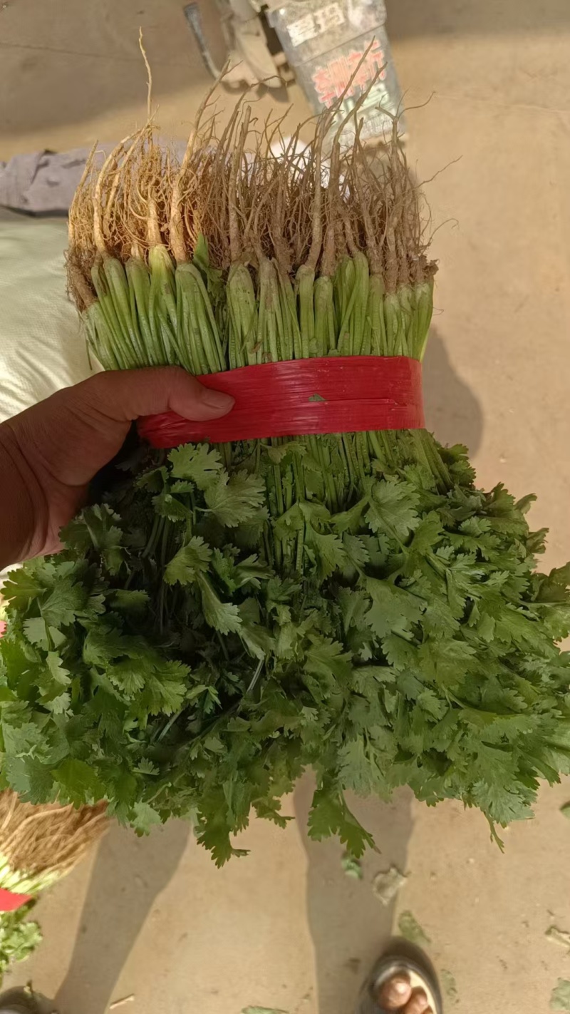 （精品）河北邯郸大叶香菜，20~25厘米，现采现发