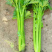 中蔬普莱西芹种子大芹菜浅绿色嫩芹浅黄色100g基地品种