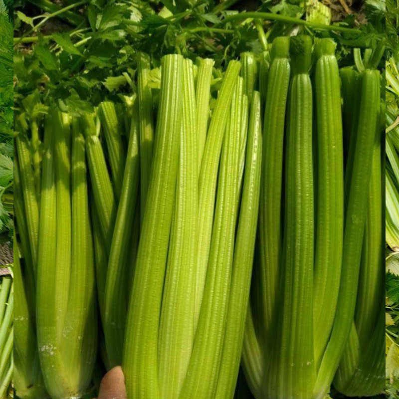 中蔬普莱西芹种子大芹菜浅绿色嫩芹浅黄色100g基地品种