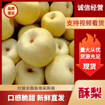 乾县甘河酥梨大量现货供应，一手货源，可视频看货