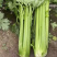 中蔬文图拉西芹种子芹菜种孑西芹种籽蔬菜春秋种植大田浅绿芹