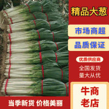青岛平度大葱铁杆大葱毛葱净葱提供市场电商超市团购