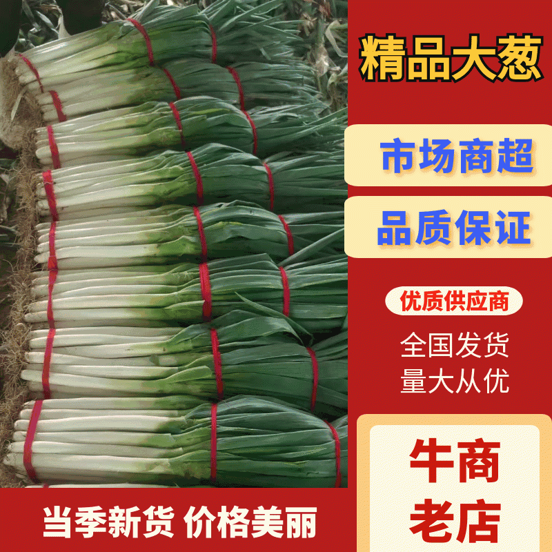 青岛平度大葱铁杆大葱毛葱净葱提供市场电商超市团购