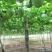 【优质吊瓜苗】吊瓜苗教种植技术诚信经营发全国市场