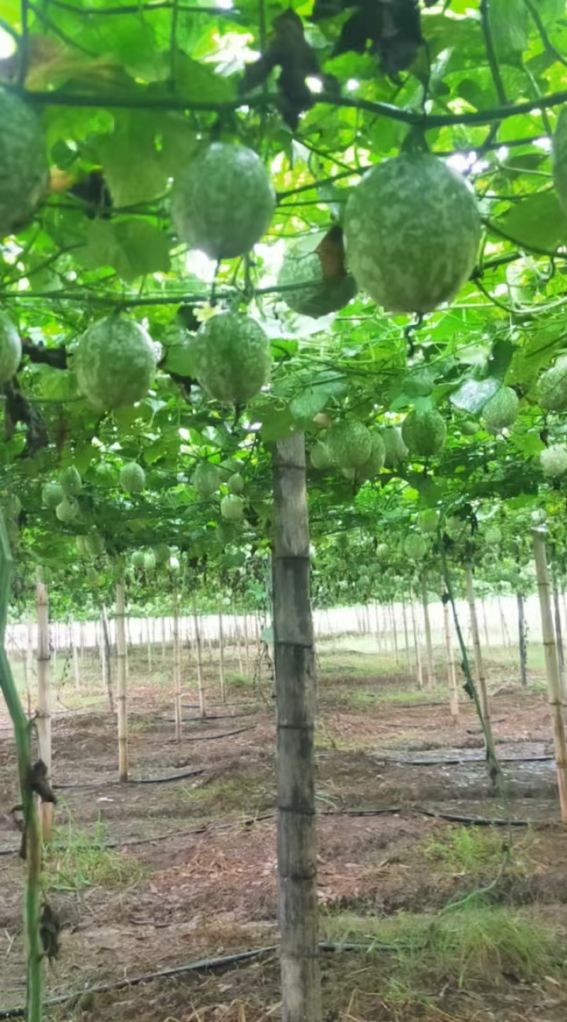 【优质吊瓜苗】吊瓜苗教种植技术诚信经营发全国市场