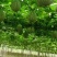 【优质吊瓜苗】吊瓜苗教种植技术诚信经营发全国市场