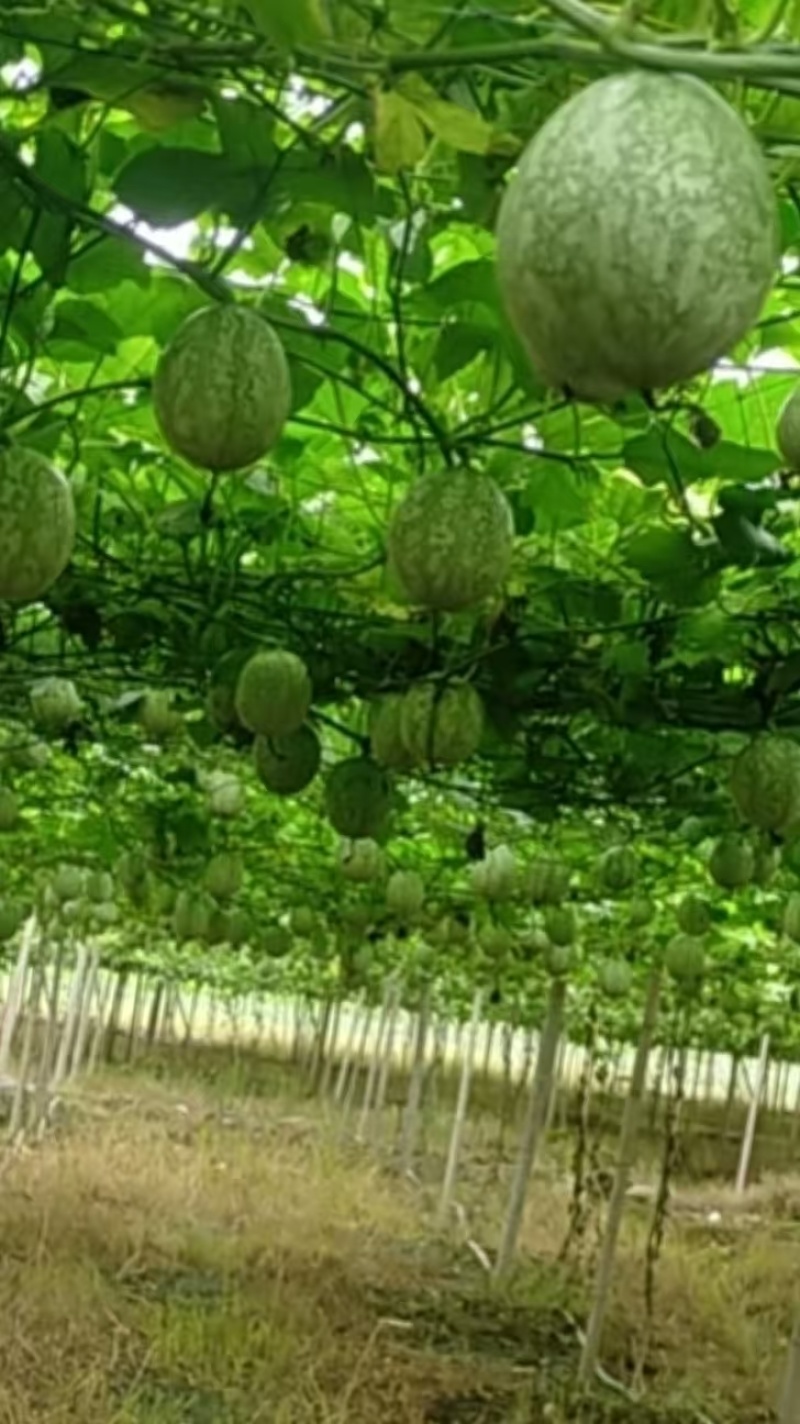 【优质吊瓜苗】吊瓜苗教种植技术诚信经营发全国市场