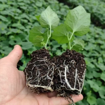 【优质吊瓜苗】吊瓜苗教种植技术诚信经营发全国市场