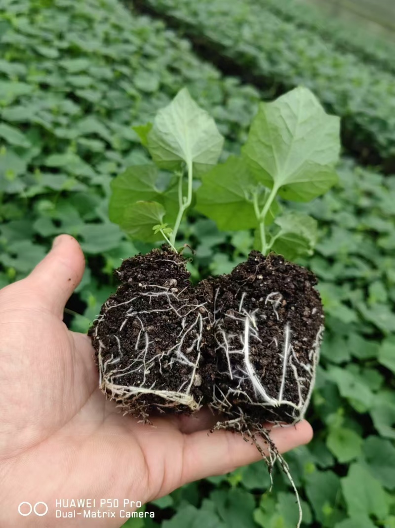 【优质吊瓜苗】吊瓜苗教种植技术诚信经营发全国市场