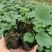 【优质吊瓜苗】吊瓜苗教种植技术诚信经营发全国市场