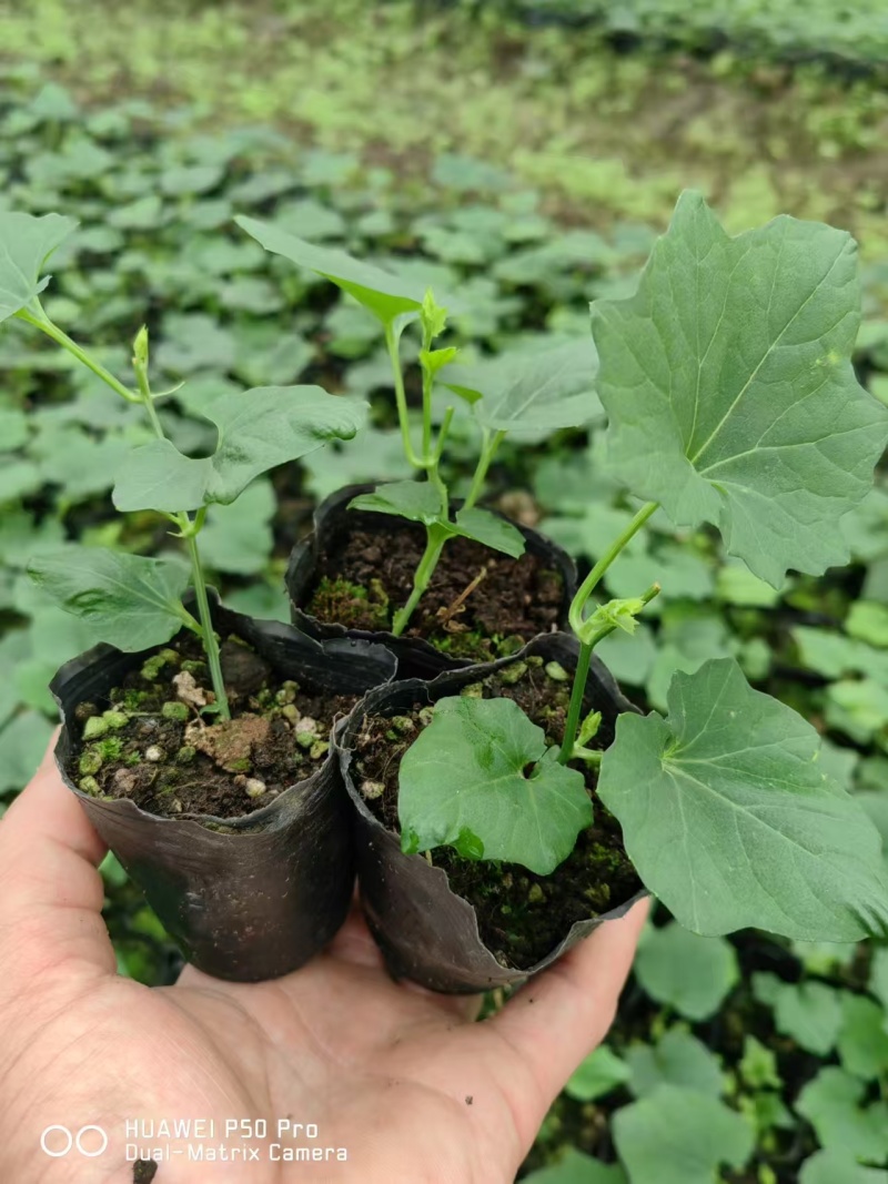 【优质吊瓜苗】吊瓜苗教种植技术诚信经营发全国市场