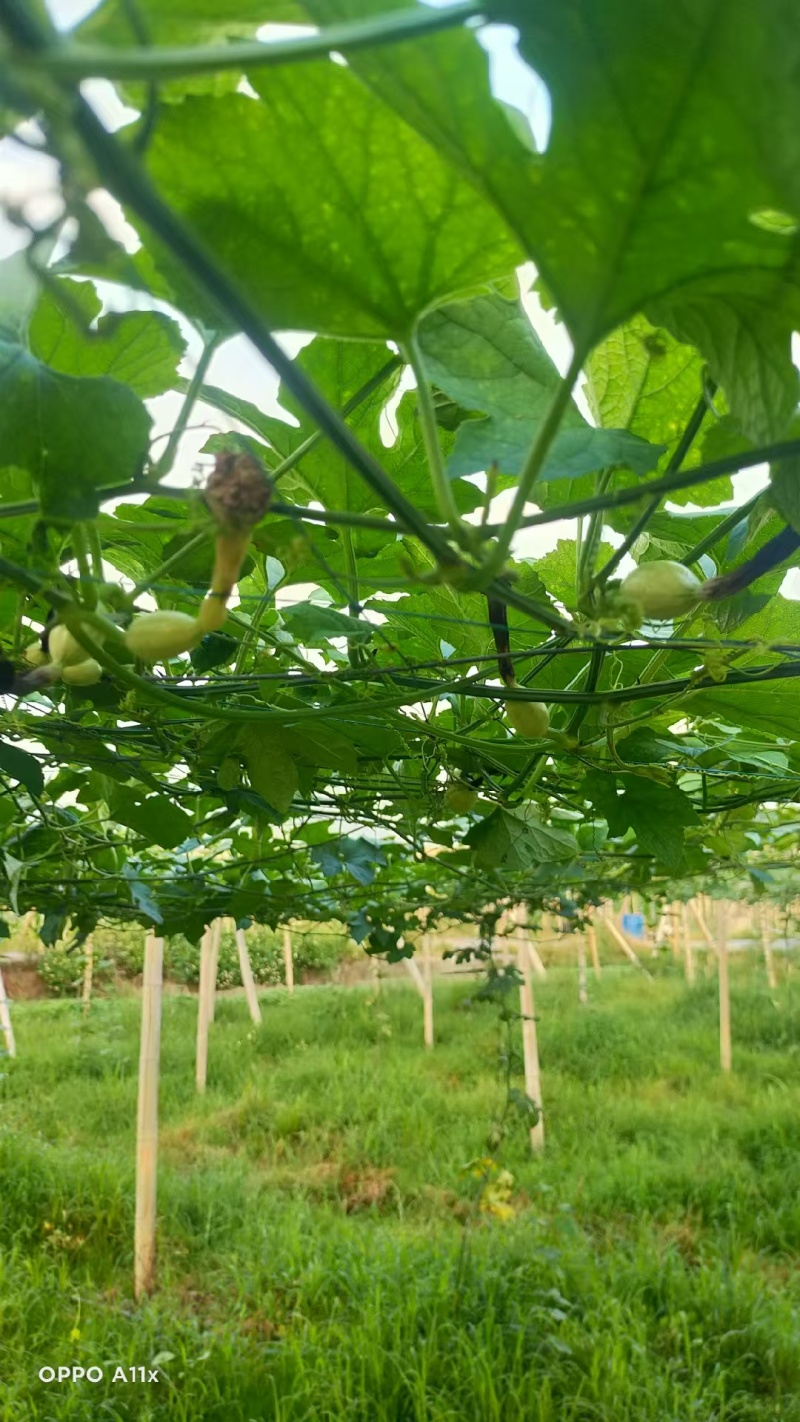 【优质吊瓜苗】吊瓜苗教种植技术诚信经营发全国市场