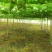【优质吊瓜苗】吊瓜苗教种植技术诚信经营发全国市场