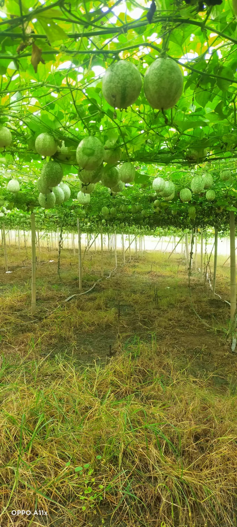 【优质吊瓜苗】吊瓜苗教种植技术诚信经营发全国市场