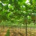 【优质吊瓜苗】吊瓜苗教种植技术诚信经营发全国市场
