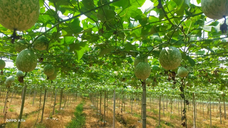 【优质吊瓜苗】吊瓜苗教种植技术诚信经营发全国市场