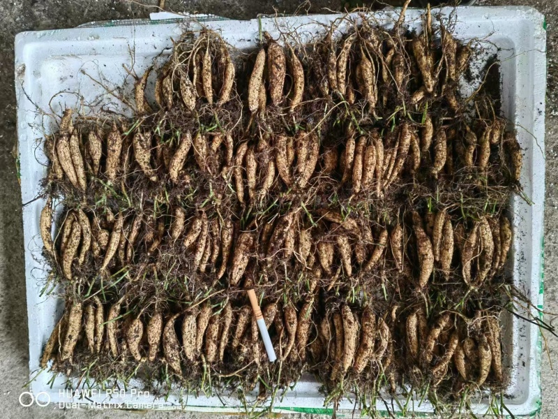 【优质吊瓜苗】吊瓜苗教种植技术诚信经营发全国市场