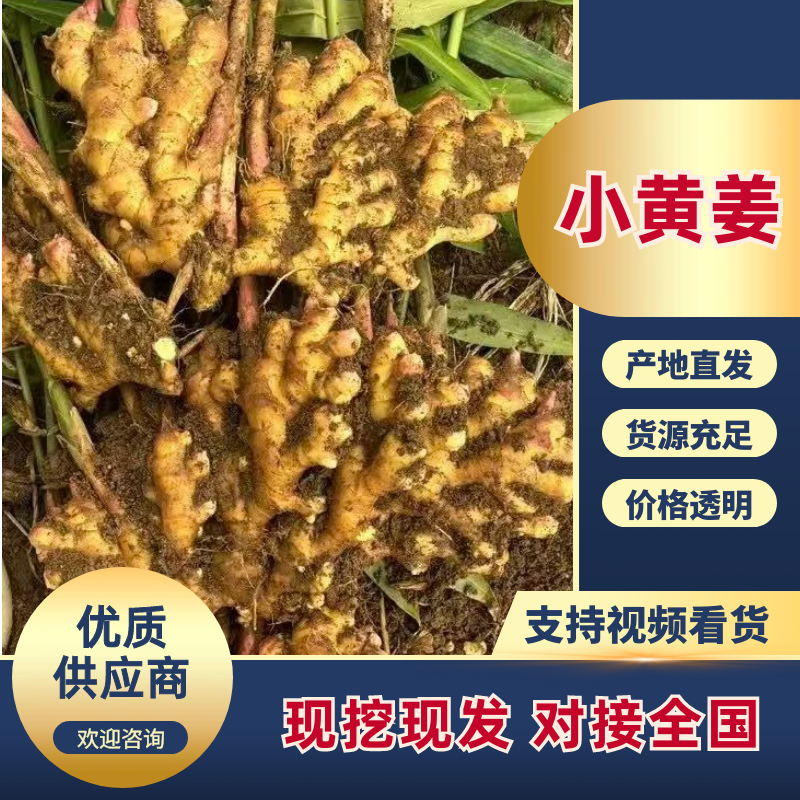 二黄姜，山地姜，源头产地，对接全国生意，热卖中欢迎采购