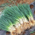 上海细香葱绿生小香葱种子阳台早熟室内盆栽葱种子
