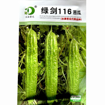 绿剑116绿苦瓜种子疙瘩绿水果苦瓜育苗基地育苗纯度高