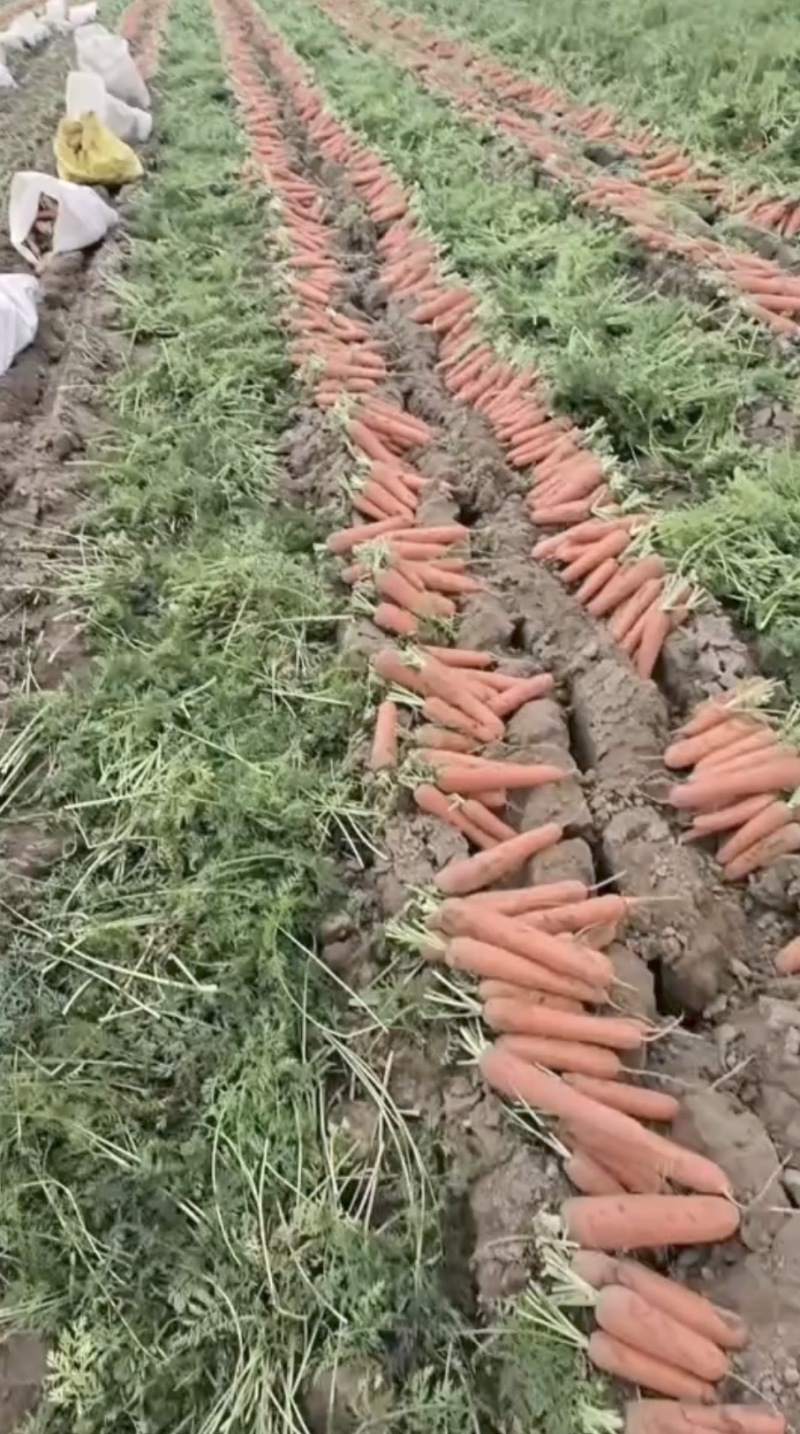 【按需包装】热卖中三红胡萝卜水洗中条量大从优