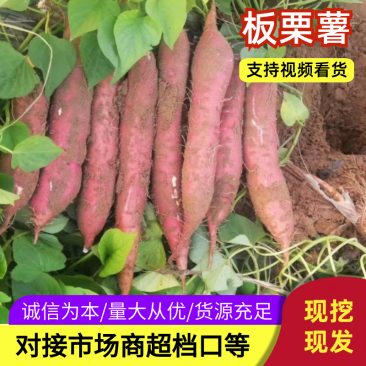 陕西红薯大量供应产地诚信批发欢迎各位老板来电洽谈