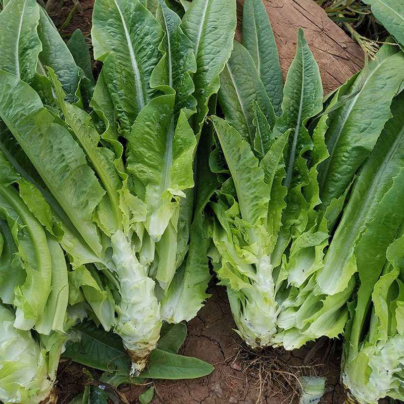油麦菜种子叶用莴笋耐寒青菜秋冬季四季盆栽农家蔬菜种籽