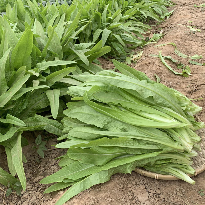 油麦菜种子叶用莴笋耐寒青菜秋冬季四季盆栽农家蔬菜种籽