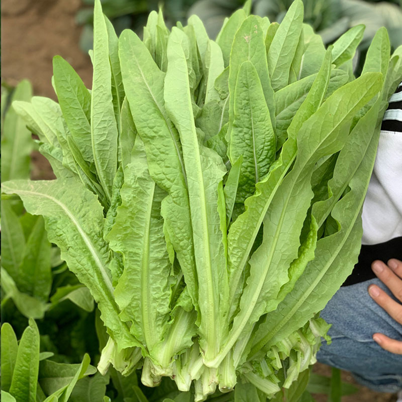 油麦菜种子叶用莴笋耐寒青菜秋冬季四季盆栽农家蔬菜种籽