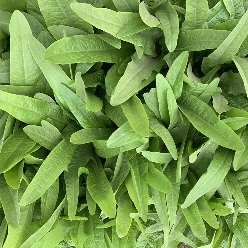 油麦菜种子叶用莴笋耐寒青菜秋冬季四季盆栽农家蔬菜种籽