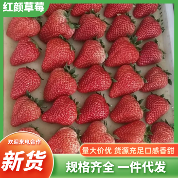 辽宁丹东红颜九九草莓产地直可谈价格一手货源来电详谈
