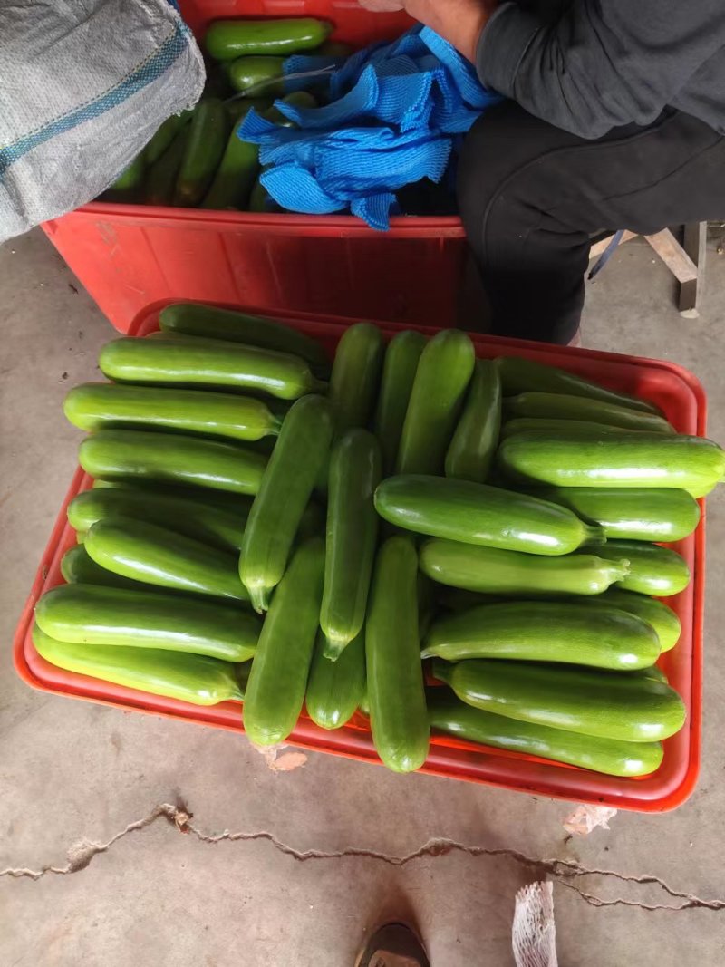 山东西葫芦绿皮西葫芦基地直发品质保证全国发货