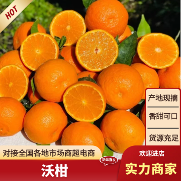 广西武鸣沃柑大量上市中，承接各大超市和平台，