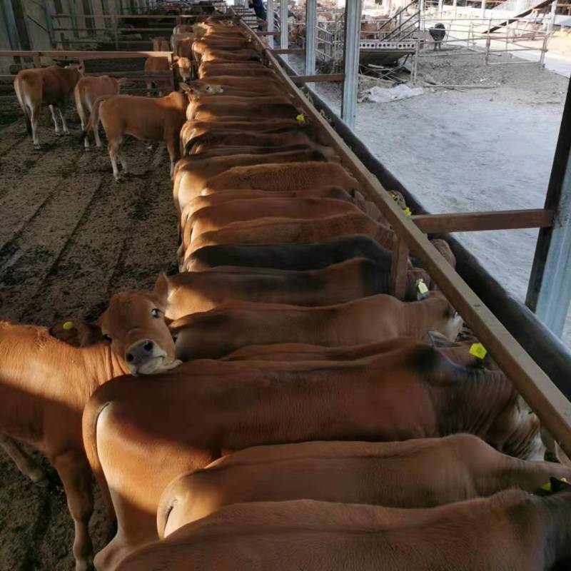 鲁西黄牛活体小母牛养殖肉牛犊活体3-6个月养殖云南牛西门