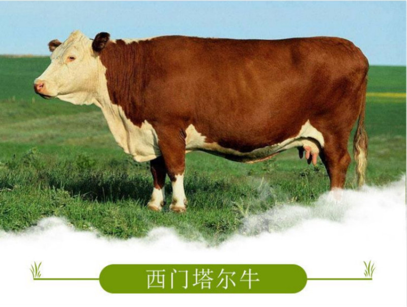 西门塔尔牛犊活体牛仔3-6个月大型贵州云南小牛犊活体肉牛