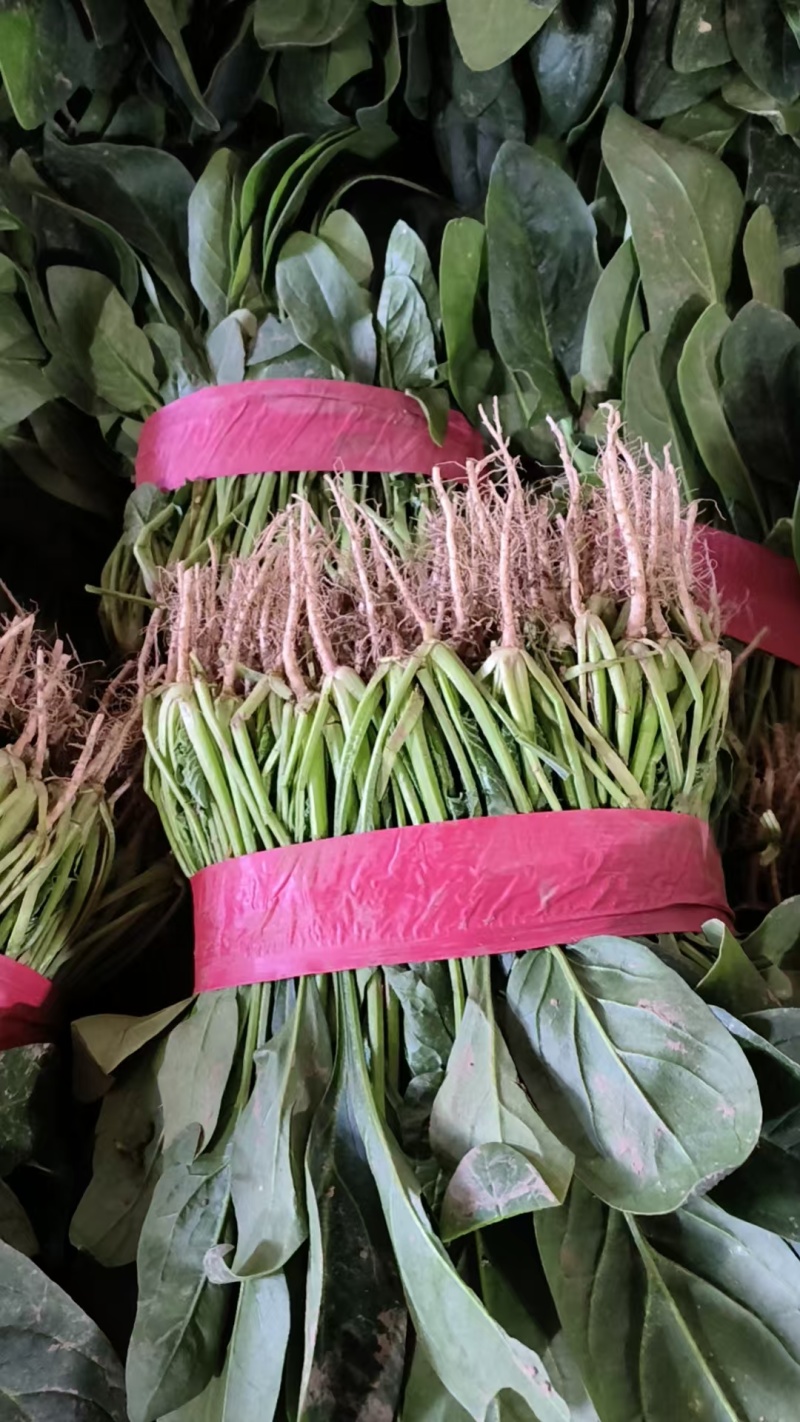 【优选大叶菠菜】安阳滑县大叶菠菜-可对接电商商超市场